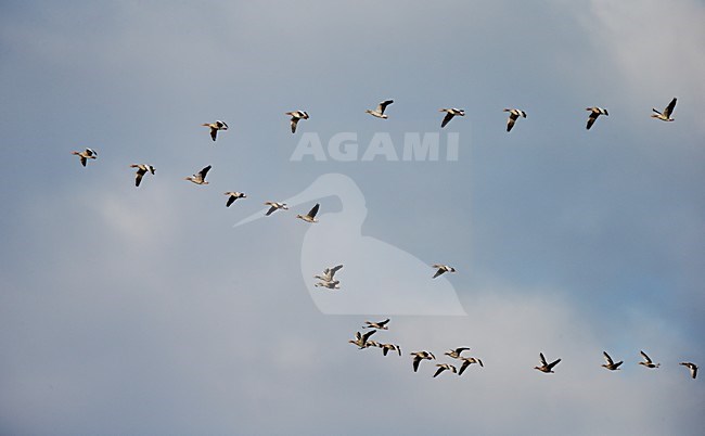 Groep Grauwe ganzen in vlucht, Group Greylag geese in flight stock-image by Agami/Markus Varesvuo,