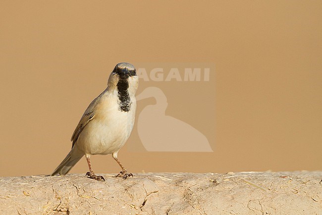 Desert Sparrow - WÃ¼stensperling - Passer simplex ssp. saharae, adult male, Morocco stock-image by Agami/Ralph Martin,