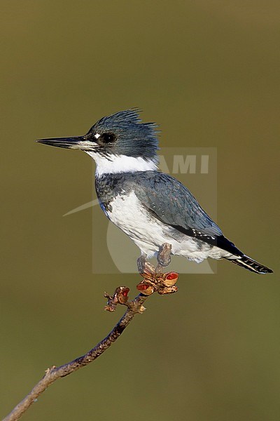 Adult male
San Diego Co., CA
March 2015 stock-image by Agami/Brian E Small,