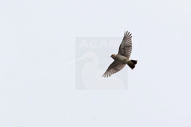 A Woodlark (Lullula arborea) in song flight photographed from below stock-image by Agami/Mathias Putze,