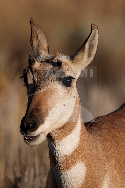 Portret van een Gaffelbok, Portrait of a Pronghorn Antelope stock-image by Agami/Martijn Verdoes,