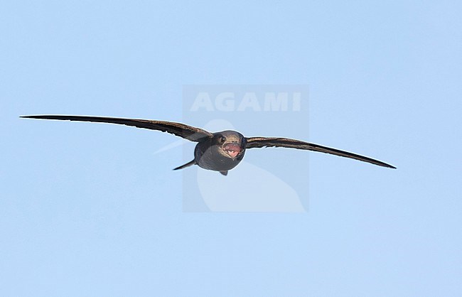 Adult Common Swift (Apus apus) in flight with open mouth at Næstved, Denmark stock-image by Agami/Helge Sorensen,