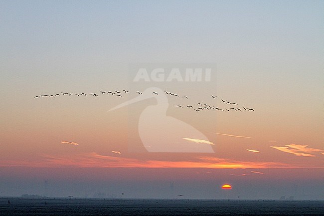Kolgans groep vliegend in formatie tijdens zonsopkomst; Greater White-fronted Goose flying in formation at sunrise stock-image by Agami/Menno van Duijn,
