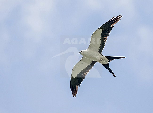 Swallow-tailed Kite (Elanoides forficatus) in Costa Rica. stock-image by Agami/Pete Morris,