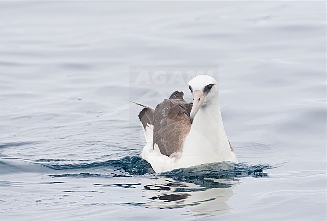 Laysanalbatros; Laysan Albatross stock-image by Agami/Marc Guyt,