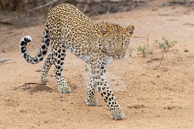 Leopard (Panthera pardus), adult female walking toward the camera, Mpumalanga, South Africa stock-image by Agami/Saverio Gatto,