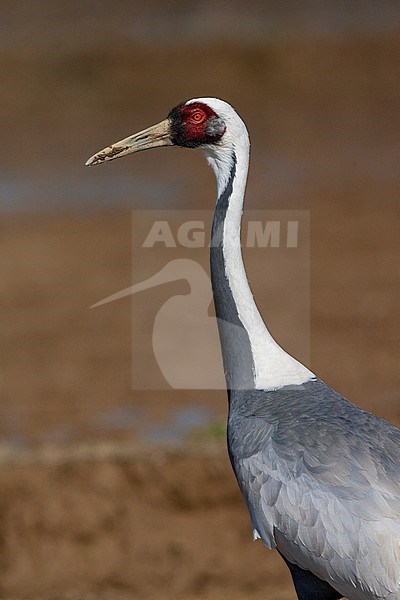 Wintering White-naped Crane (Antigone vipio) on the island Kyushu in Japan. Vertical portrait of an adult bird. stock-image by Agami/Marc Guyt,