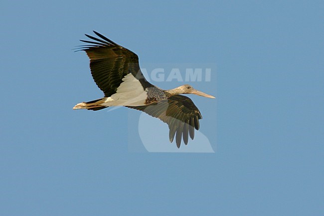 Black Stork subadult in flight; Zwarte ooievaar onvolwassen in vlucht stock-image by Agami/Daniele Occhiato,