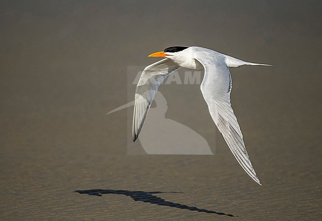 Adult breeding
Galveston Co., TX
April 2019 stock-image by Agami/Brian E Small,