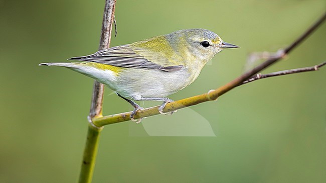 Probably 1st winter male Tennessee Warbler in High Fields of Corvo, Azores. October 21, 2017. stock-image by Agami/Vincent Legrand,