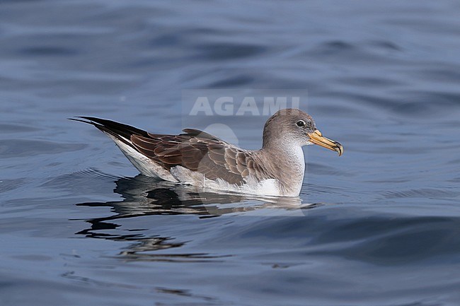 Scopoli’s Shearwater (Calonectris diomedea) at sea off Hyères - France. Swimming in the ocean. stock-image by Agami/Aurélien Audevard,