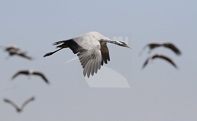 Jufferkraanvogel in vlucht; Demoiselle Crane (Anthropoides virgo) in flight stock-image by Agami/James Eaton,