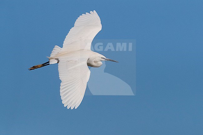 Little Egret (Egretta garzetta), adult stock-image by Agami/Saverio Gatto,