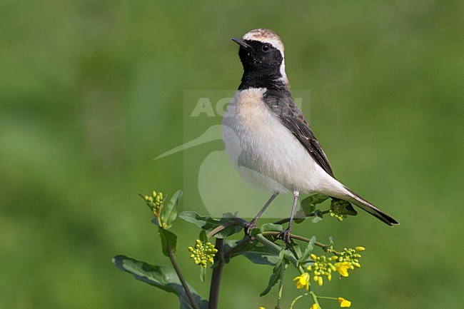 Bonte Tapuit, Pied Wheatear stock-image by Agami/Daniele Occhiato,