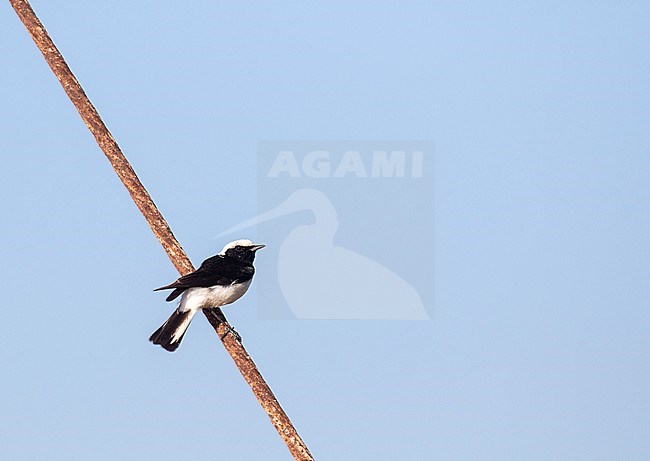 Male Cyprus Wheatear (Oenanthe cypriaca) perched on a iron cable on Cyprus. stock-image by Agami/Pete Morris,