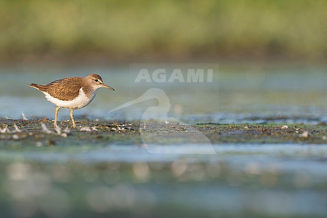 Common Sandpiper - Flussuferläufer - Actitis hypoleucos, Germany, 1st cy stock-image by Agami/Ralph Martin,
