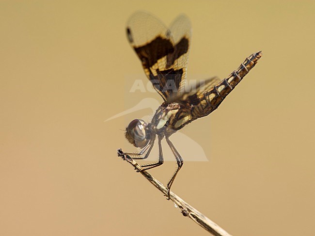 Vrouwtje Palpopleura portia, Female Portia Widow stock-image by Agami/Wil Leurs,