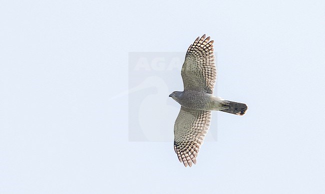 Shikra (Accipiter badius) in flight in southern Thailand. Migrating over Chumphon Raptor Center, Chumphon, Thailand. stock-image by Agami/Ian Davies,