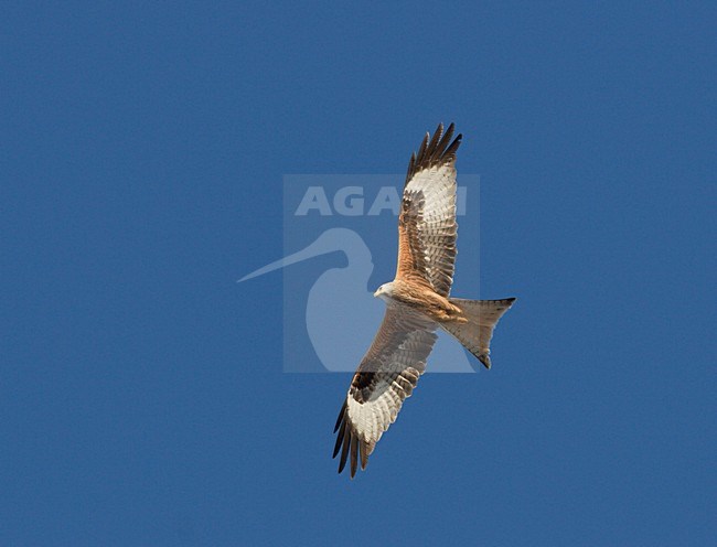 Red Kite flying; Rode Wouw vliegend stock-image by Agami/Ran Schols,