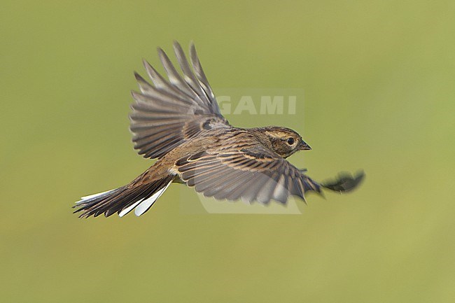 Flying Black-faced Bunting (Emberiza spodocephala) during autumn migration in Mongolia. stock-image by Agami/Dani Lopez-Velasco,