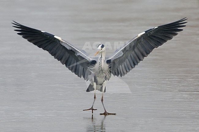 Blauwe Reiger staand op het ijs; Grey Heron standing on ice stock-image by Agami/Daniele Occhiato,