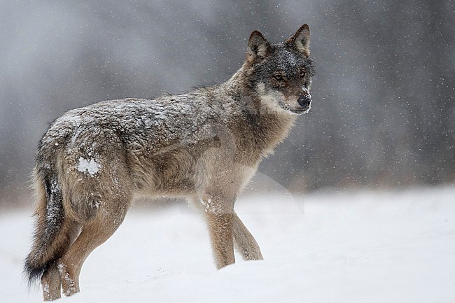 Wolf in snow covered forest in Poland stock-image by Agami/Han Bouwmeester,