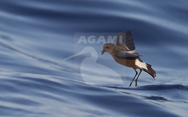 Wilsons stormvogeltje in vlucht, Wilson's Storm Petrel in flight stock-image by Agami/Markus Varesvuo,