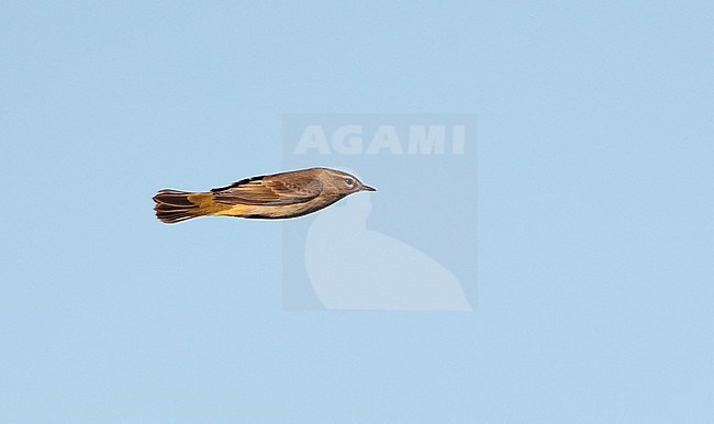 Palm warbler (Setophaga palmarum) migrating over Higbee Beach, Cape May, New Jersey in USA. stock-image by Agami/Helge Sorensen,