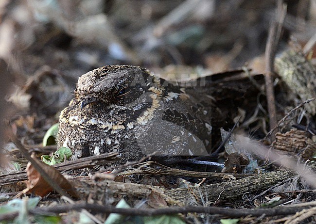 Montane nightjar (Caprimulgus poliocephalus) in Ethiopia. Also known as mountain nightjar or Abyssinian nightjar. stock-image by Agami/Laurens Steijn,