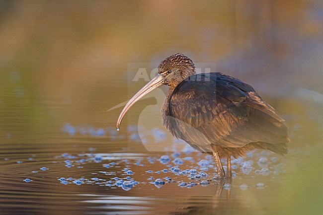 Zwarte Ibis foeragerend; Glossy Ibis foraging stock-image by Agami/Menno van Duijn,