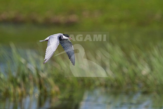 Whiskered Tern - Weissbart-Seeschwalbe - Chlidonias hybrida hybrida, Poland, adult summer plumage stock-image by Agami/Ralph Martin,