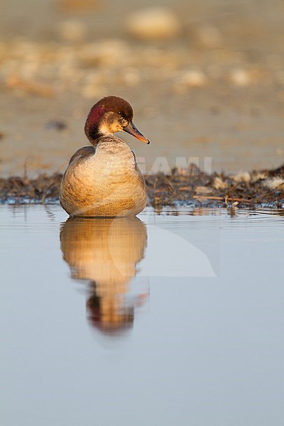 Hybrid Red-crested Pochard x Mallard (Netta rufina x Anas platyrhynchos), Germany, adult, intersex stock-image by Agami/Ralph Martin,