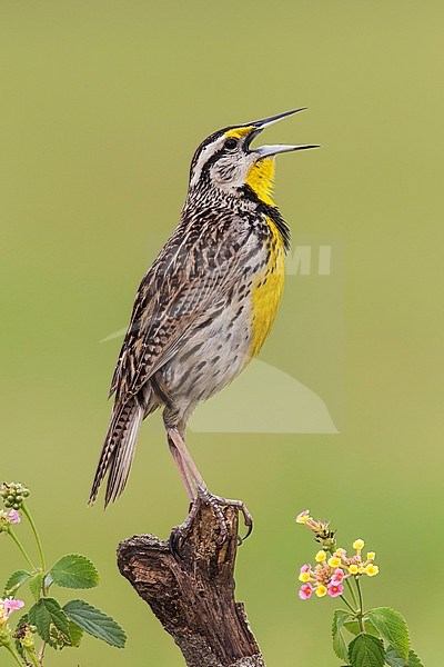 Adult breeding
Galveston Co., TX
April 2013 stock-image by Agami/Brian E Small,