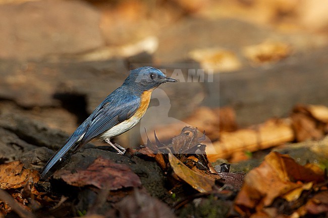 Tickells Blue Flycatcher (Cyornis tickelliae) at Kaeng Krachan National Park, Thailand stock-image by Agami/Helge Sorensen,