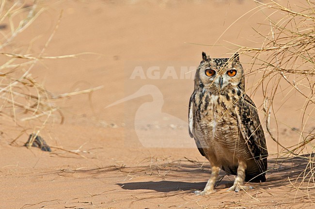 Woestijnoehoe, Pharao Eagle-Owl stock-image by Agami/Markus Varesvuo,