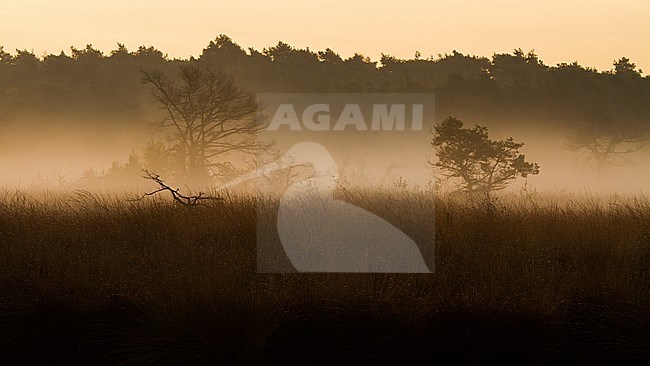 Natuurgebied Kalmthoutse heide in prachtige najaarskleuren stock-image by Agami/Menno van Duijn,