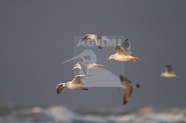 Herring Gull - Silbermöwe - Larus argentatus, Germany stock-image by Agami/Ralph Martin,