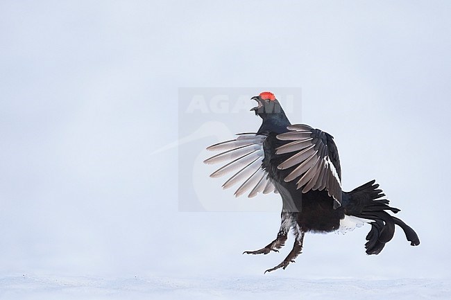 Adult male Black Grouse (Lyrurus tetrix tetrix) at a lek in Germany during early spring with lots of snow. Jumping during courtship. stock-image by Agami/Ralph Martin,