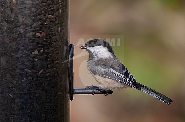Black-capped Chickadee (Poecile atricapillus) perched on a bird feeder at Cape Cod, USA stock-image by Agami/Helge Sorensen,