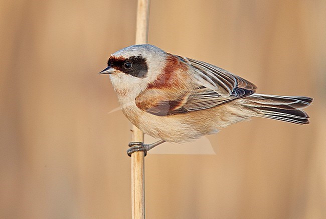 Adult male Penduline Tit (Remiz pendulinus) in reed bed in Latvia. stock-image by Agami/Markus Varesvuo,