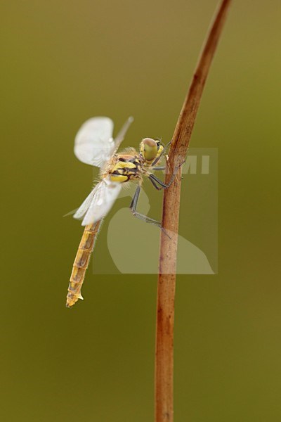 Uitsluipende Zwarte heidelibel; Black darter transformation; stock-image by Agami/Walter Soestbergen,