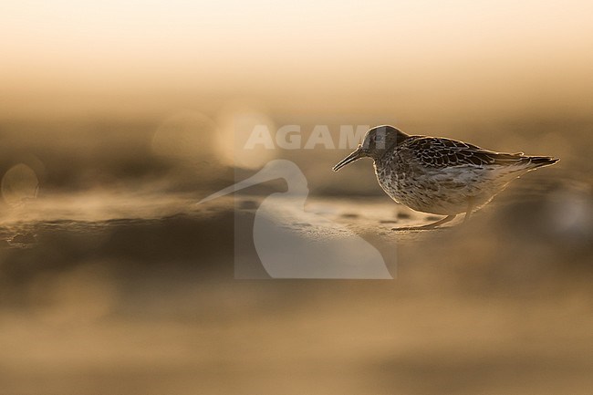 First-winter Purple Sandpiper (Calidris maritima) on beach of Wadden Isle in Germany (Niedersachsen). stock-image by Agami/Ralph Martin,