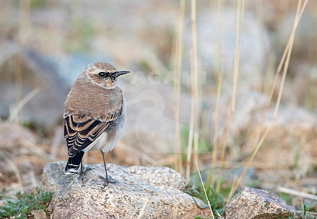Seebohm’s Wheatear (Oenanthe seebohmi) in autumn plumage, perched on the ground in the highlands of Morocco during late summer. Seen on the back. stock-image by Agami/Marc Guyt,