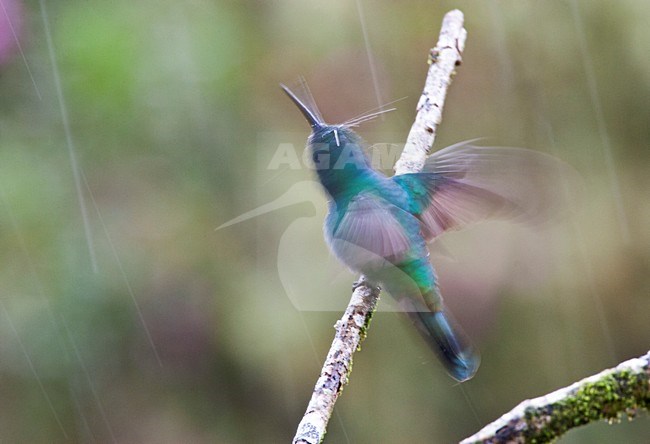 Groene Violetoorkolibrie in de regen; Green Violet-ear in the rain stock-image by Agami/Marc Guyt,