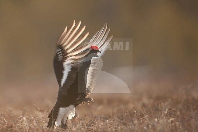 Mannetje Korhoen baltsend; Male Black Grouse displaying stock-image by Agami/Han Bouwmeester,