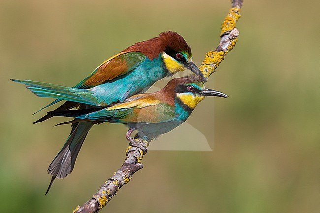 Bijeneter; Bee-eater stock-image by Agami/Daniele Occhiato,