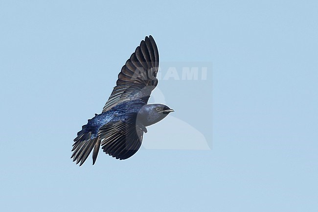 Adult male Purple Martin (Progne subis) in flight at Brazoria County, Texas, USA. stock-image by Agami/Brian E Small,