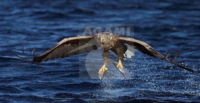 Zeearend met vis, White-tailed Eagle with fish stock-image by Agami/Markus Varesvuo,