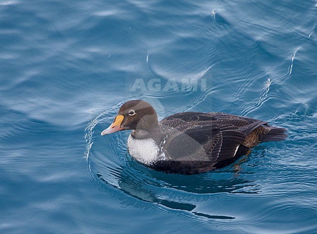 Koningseider, King Eider, Somateria spectabilis stock-image by Agami/Markus Varesvuo,