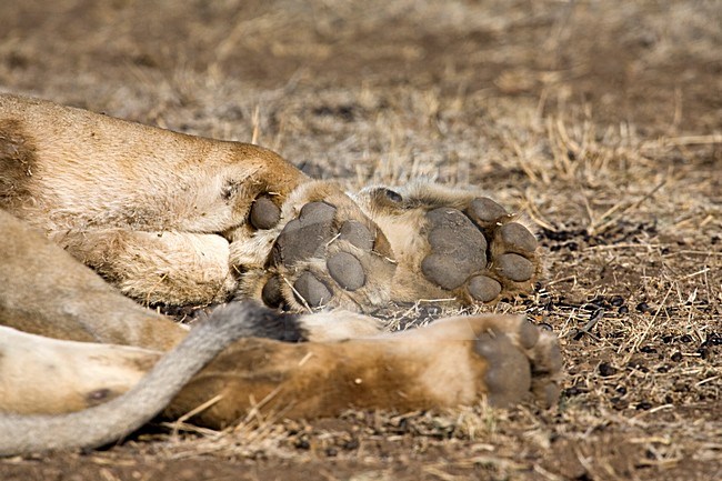 Afrikaanse Leeuw close-up; African Lion close up stock-image by Agami/Marc Guyt,